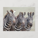 Search for tanzania postcards Zebra