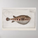 Recherche de poissons vintages posters Antique