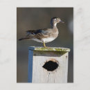 Recherche de canard roux cartes postales Aix sponsa