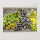 Recherche de raisin cartes postales Amoureux du vin