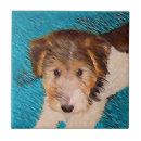 Recherche de tricolore carreaux Chiot