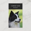Recherche de border collie photographie Animal de compagnie