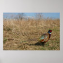 Search for pheasant posters Hunting