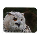 Recherche de aigles magnets Oiseau