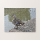 Recherche de canards photographie Nature