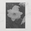 Search for yellow daffodil postcards Wild