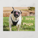 Recherche de carlin noir cartes postales Animal