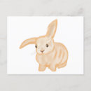 Search for bunny drawing postcards Nature