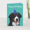 Search for bernese mountain dog birthday cards Berner