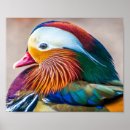 Search for drake posters Wildlife photography