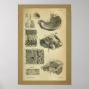 Recherche de estomac posters Anatomie