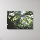 Search for angel oak tree Nature