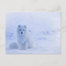 Recherche de renard arctique posters Bébé