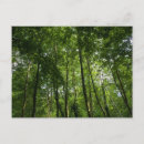 Search for canopy postcards Grass