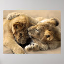 Search for lion picture posters For her