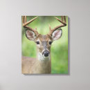 Search for wild deer canvas prints White tailed deer