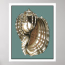 Recherche de coquillages posters Conque