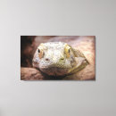 Recherche de dragons photographie Reptile