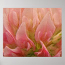 Search for clover posters Flowers