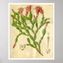 Search for christmas cactus posters Desert