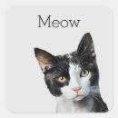 Search for grey and white cat stickers Kitty