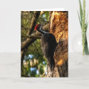 Search for redhead cards Wildlife