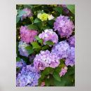 Search for hydrangea posters Pink