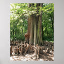 Recherche de suricate posters Nature