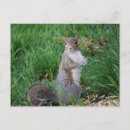 Recherche de ecureuils cartes postales Assis