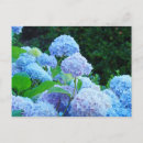 Search for blue hydrangea postcards Hydrangeas