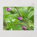 Recherche de solomon cartes postales Chrétien