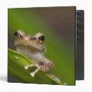 Search for frog binders Forest