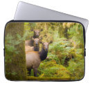 Recherche de vache coques Bois