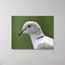 Recherche de colombe impressions sur toile Faune