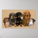 Search for christmas dachshund posters Puppy