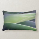Recherche de agave coussins Cactus
