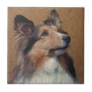 Recherche de chien berger carreaux Sheltie