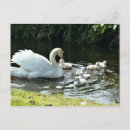 Recherche de poussins cartes postales Cygne