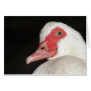 Search for white duck cards Blue