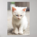 Search for cute camera posters Cat