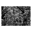 Recherche de arbre noir et blanc posters Fleur