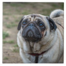 Recherche de de carlin carreaux Chiot