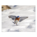 Recherche de oiseau bleu oriental posters Nature
