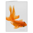 Search for fantail postcards Swimming