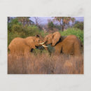 Search for africana postcards Trunk