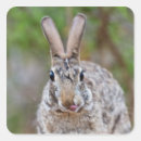 Search for cottontail rabbit stickers Nature