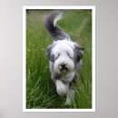 Recherche de collie posters De chien