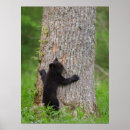 Search for black bear cub posters Cades cove