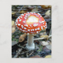 Search for fly agaric postcards Mushroom