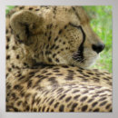 Search for cheetah cat posters Zoo